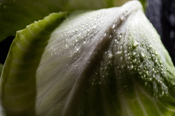 Close up view of wet green cabbage leaf — Stock Photo