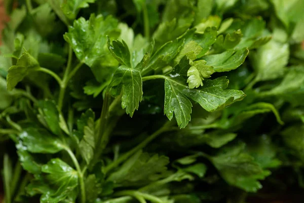 Vue rapprochée du persil vert frais — Photo de stock