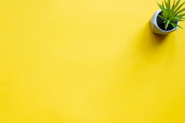 Top view of potted plant on yellow surface with copy space — Stock Photo