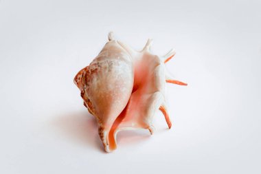 Güzel deniz kabuğu beyaz arka planda yatıyor.