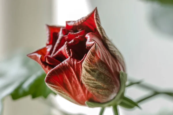 Hibiscus bud roșu — Fotografie, imagine de stoc