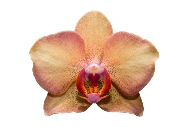 Beyaz arkaplanda izole edilmiş güzel orkide çiçeği