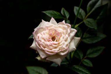 Beyaz pembe gül çiçeği ve koyu arkaplanda yeşil yapraklar.