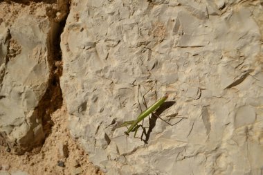 Doğal taş duvar peygamber devesi 