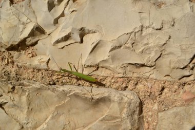Doğal taş duvar peygamber devesi 