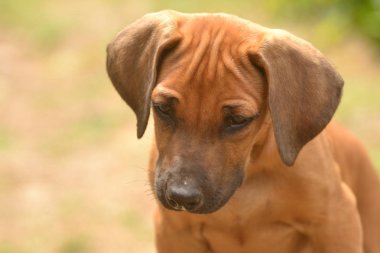 Rodezya ridgeback köpek yavrusu