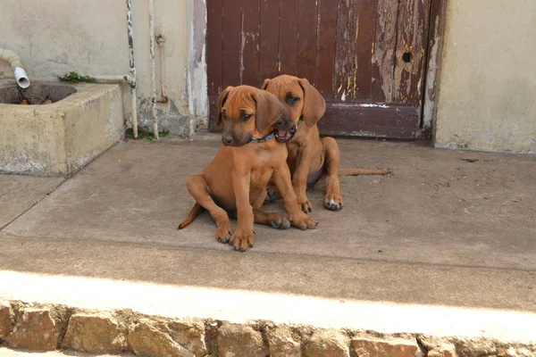 Dois cachorros Rhodesian Ridgeback — Fotografia de Stock