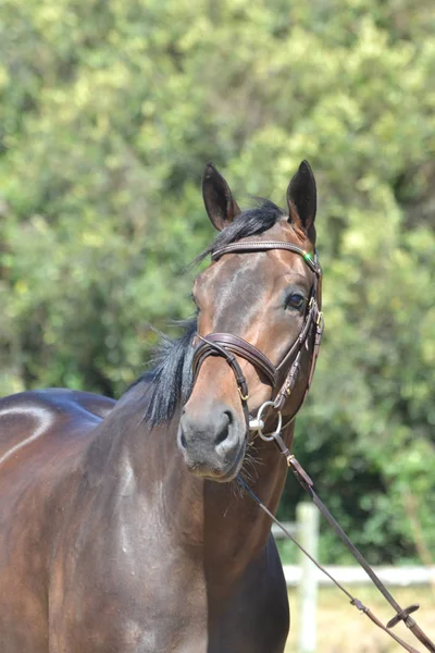 Bruin paard portret — Stockfoto