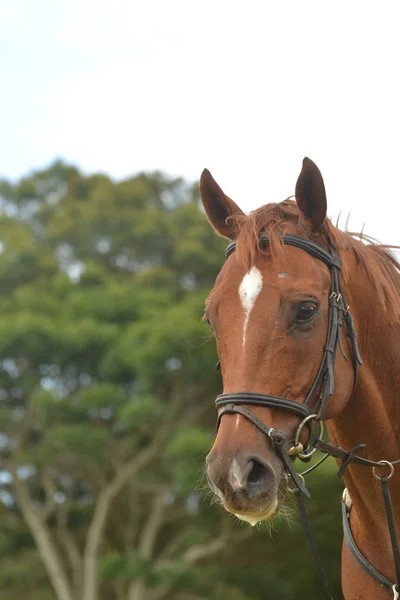 Porträtt av en brun häst — Stockfoto