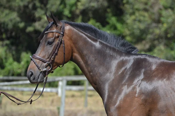 Caballo marrón - vista lateral — Foto de Stock