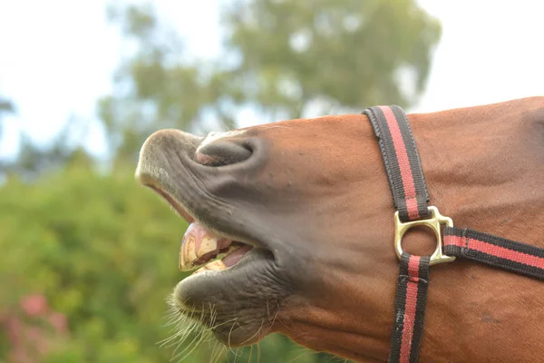 Dos cascos de caballo Imagen De Stock