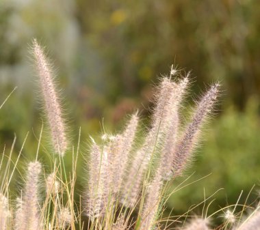 Afrika çimen - Pennisetum