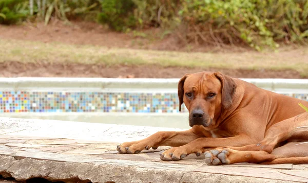 Rrodesian-Ridgeback by the pool — Stock Photo, Image