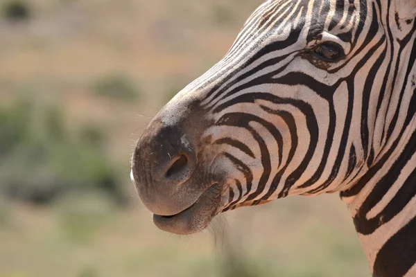 Zebra i Sydafrika — Stockfoto