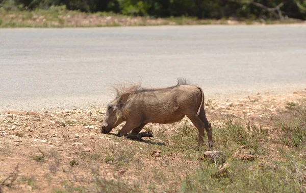Warthog in South Africa — Stock Photo, Image