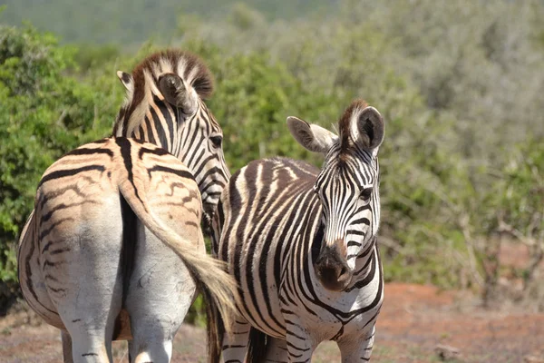 Zebras em África do Sul — Fotografia de Stock