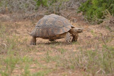 Kahverengi topraklar kaplumbağa