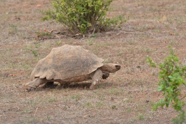 Kahverengi topraklar kaplumbağa