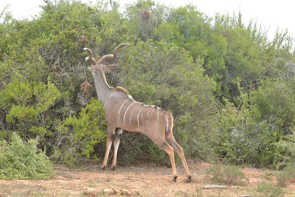 Poco Kudu - Antelope — Foto Stock