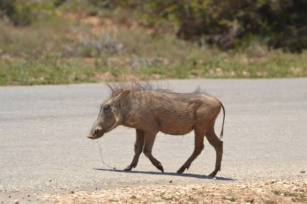 Warthog na estrada — Fotografia de Stock