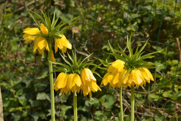 Corona imperial amarilla - Fritillaria imperialis — Foto de Stock