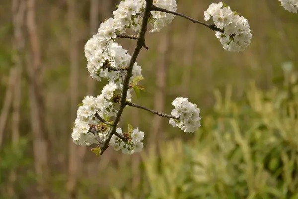 Kirschblüten am Zweig — Stockfoto