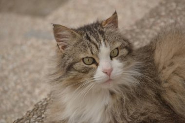 Gri Norveçli orman kedi