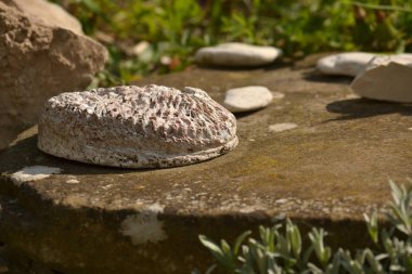 Abalone - deniz-doğal taş kulaklara