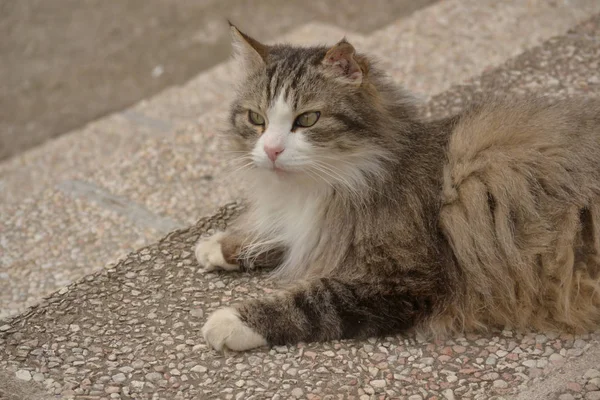 Grå Norsk Skogkatt — Stockfoto