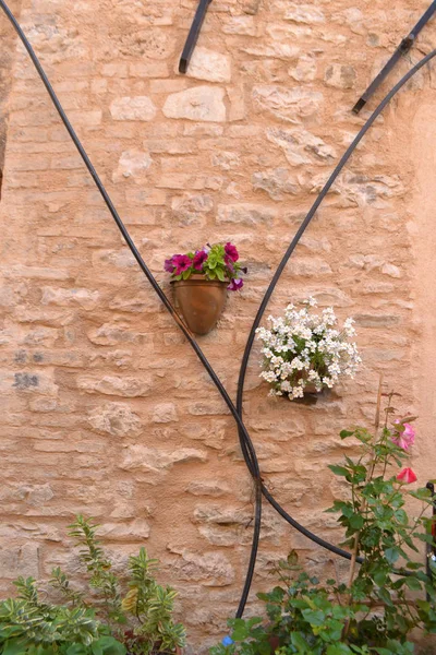 Fiori sul muro di pietra naturale — Foto Stock