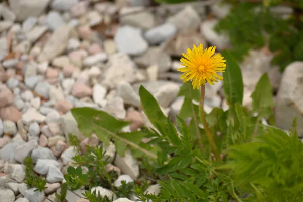 Una flor de diente de león — Foto de Stock