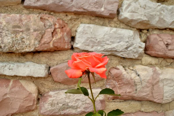 Rose vor Natursteinmauer — Stockfoto