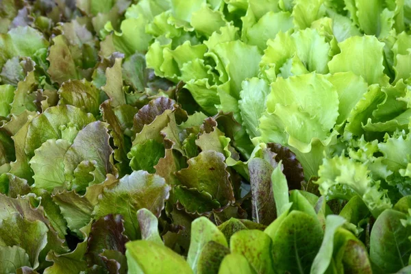 Italienska fräsch grönsallad - bakgrund — Stockfoto