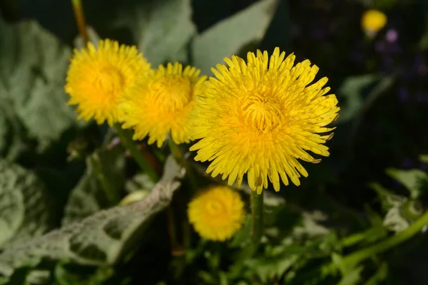 Flores Diente León Jardín — Foto de Stock