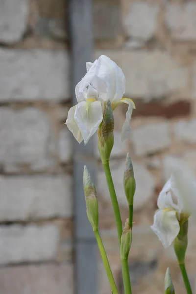 Iris Blanco Frente Pared Piedra — Foto de Stock