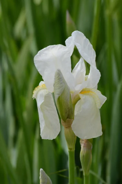 Iris Blanco Primer Plano — Foto de Stock