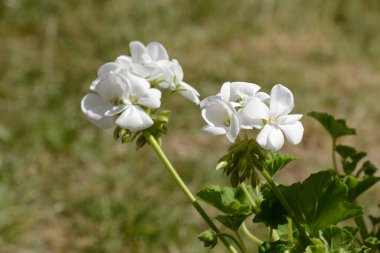 Yeşil arka planda beyaz sardunyalar