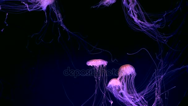 Meduse incandescenti in acqua scura — Video Stock