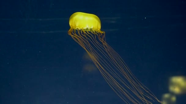 Медузы светятся в темной воде — стоковое видео