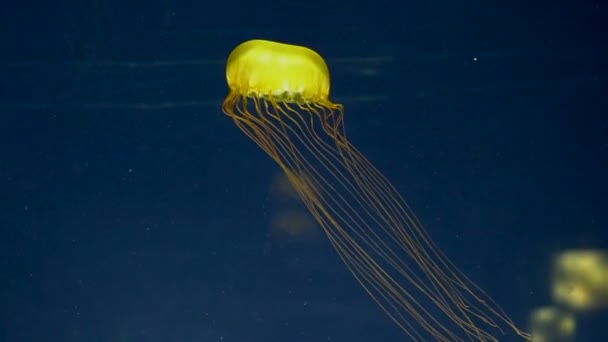 Meduse incandescenti in acqua scura — Video Stock