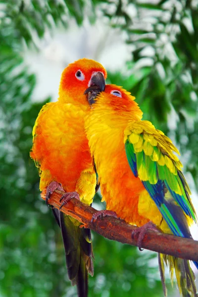 Los pájaros del amor —  Fotos de Stock
