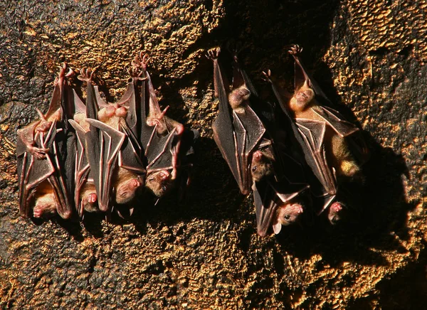 Bats In The Wild