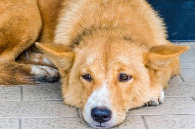 Tatlı köpek yere çömelmiş