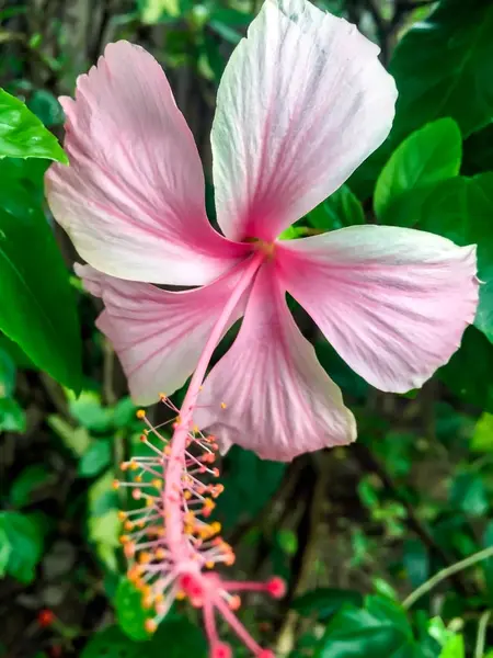 Λουλούδι ρόδινο hibiscus closeup — Φωτογραφία Αρχείου