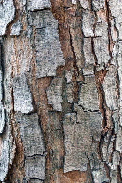 Brown bark background — Stock Photo, Image