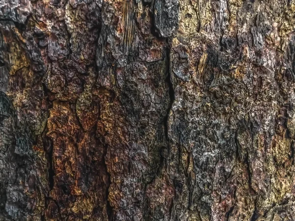 Eski ağaç doku arka plan