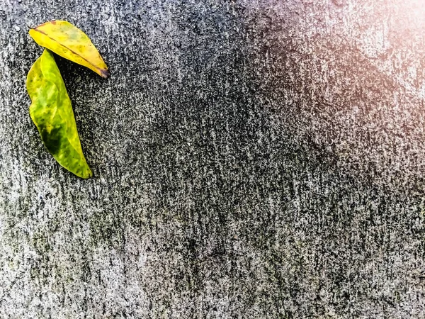 Żółte liście na starej podłodze — Zdjęcie stockowe