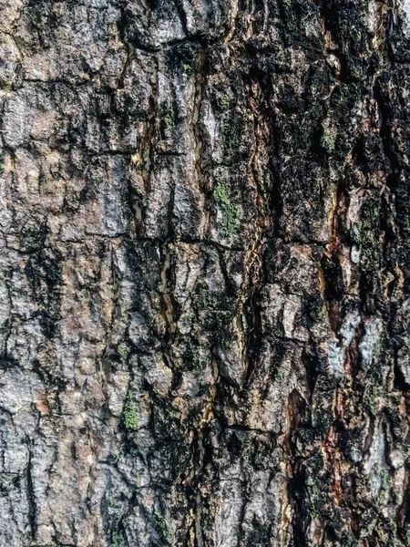 Árvore marrom, verde e preto textura fundo — Fotografia de Stock