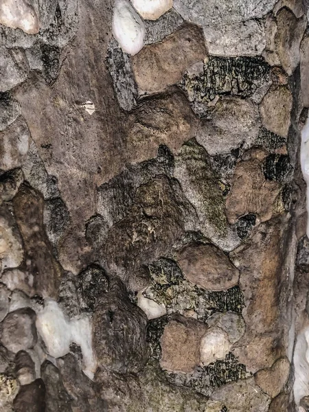Brązowy drzewo, zielone i czarne tekstury tło — Zdjęcie stockowe