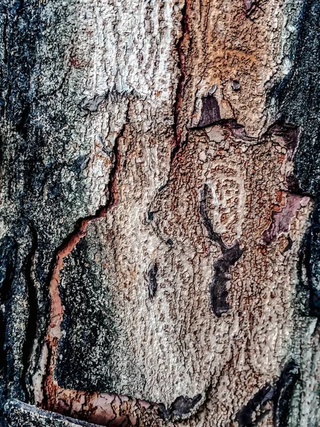 Brown, green and black texture background of tree — стоковое фото